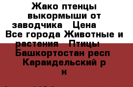 Жако птенцы выкормыши от заводчика › Цена ­ 1 - Все города Животные и растения » Птицы   . Башкортостан респ.,Караидельский р-н